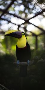 Animals,Bird,Motley,Beak,Multicolored,Toucan