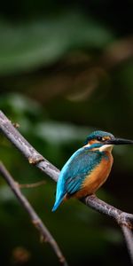 Animaux,Branche,Faune,Hétéroclite,Multicolore,Oiseau