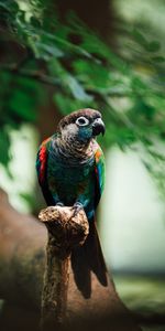 Animals,Bird,Motley,Branch,Parrots,Multicolored