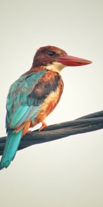 Animals,Bird,Motley,Multicolored,Kingfisher