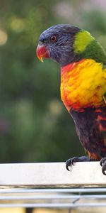 Animals,Bird,Multicolor,Polychromatic,Parrots