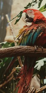 Animals,Bird,Multicolored,Motley,Macaw,Parrots