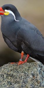 Pájaro,Bigote,Charrán Inca,Animales