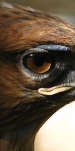 Animals,Bird,Muzzle,Beak,Predator,Eagle