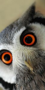 Animals,Bird,Muzzle,Eyes,Owl