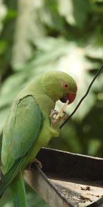 Enfocar,Centro De Atención,Loro Collar,Loro Quemado,Animales,Loros,Pájaro