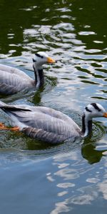 Paire,Coupler,Animaux,Plumes,Canard,Oiseau,Nager