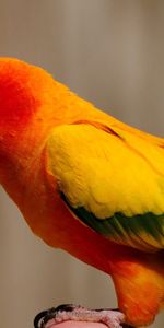 Animals,Bird,Parrots,Feather,Color