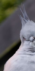 Animals,Bird,Pose,Serious