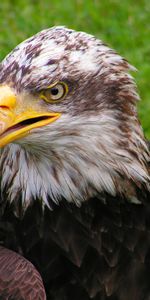 Animals,Bird,Predator,Bald Eagle,White Headed Eagle,Eagle