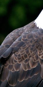 Pájaro,Depredador,Águila,Águila Calva,Águila Cabeciblanca,Animales