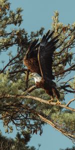 Animales,Pájaro,Depredador,Águila,Águila Calva,Águila Cabeciblanca,Orlan,Alas