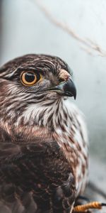 Animals,Bird,Predator,Brown,Falcon