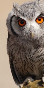 Animals,Bird,Predator,Feather,Eyes,Owl