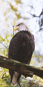 Animals,Bird,Predator,Feather,Wings,Eagle