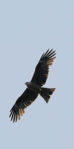 Faucon,Aile,Ailes,Animaux,Vol,Prédateur,Rapace,Oiseau