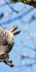 Animals,Bird,Predator,Flight,Moss,Branch,Owl