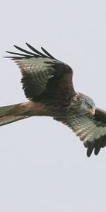 Animals,Bird,Predator,Flight,Red Kite