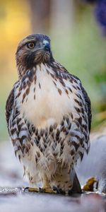 Faucon,Se Concentrer,Foyer,Oiseau,Rapace,Prédateur,Animaux