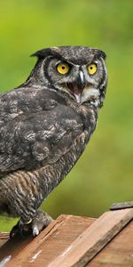 Animals,Bird,Predator,Opinion,Sight,Owl