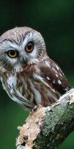 Hibou,Chouette,Prédateur,Oiseau,Animaux