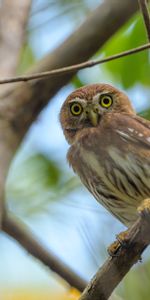 Animals,Bird,Predator,Sight,Opinion,Eagle Owl,Owl