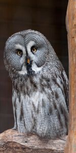 Animals,Bird,Predator,Sight,Opinion,Tawny Owl,Owl