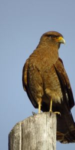 Animals,Bird,Predator,Steppe Eagle,Eagle