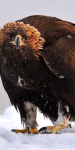 Animals,Bird,Predator,Wings,Golden Eagle