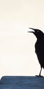 Pájaro,Cuervo,Animales,El Negro