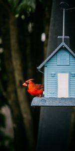 Animaux,Nichoir,Birdhouse,Cardinal Rouge,Oiseau