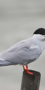 Animals,Bird,Rest,Gull,Relaxation,Seagull,Stump