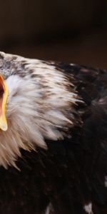 Pico,Pájaro,Águila,Llorar,Llamada,Llamar,Animales,Grito