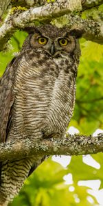 Vue,Opinion,Chouette Vierge,Oiseau,Hibou,Chouette,Animaux