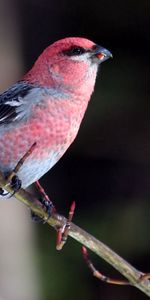 Animals,Bird,Sit,Beautiful,Branch,Color