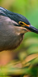 Animals,Bird,Sit,Branch,Beak