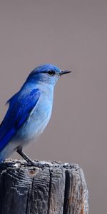 Animals,Bird,Sit,Color,Stump,Penek,Wings,Blue Bird,Bluebird