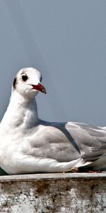 Animals,Bird,Sit,Gull,Beak,Seagull