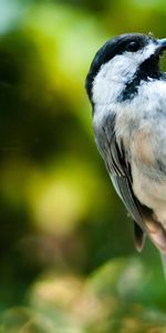 Animals,Bird,Sit,Ladder,Stairs