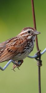 Animals,Bird,Sit,Sparrow