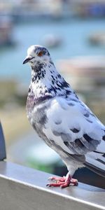 Asseoir,S’Asseoir,À Pois,Boutonneux,Colombe,Animaux,Oiseau