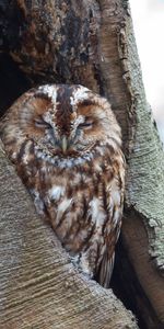 Animals,Bird,Sleep,Brown,Dream,Owl