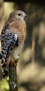 Animals,Bird,Smooth,Predator,Sight,Opinion,Hawk,Blur