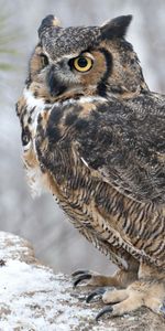 Animals,Bird,Snow,Owl