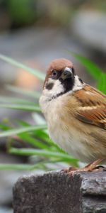 Animaux,Moineau,Aboyer,Oiseau,Écorce