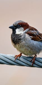 Moineau,Fil,Animaux,Le Fil,Oiseau