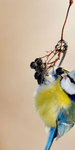 À Pois,Boutonneux,Branche,Titica |,Animaux,Oiseau,Mésange