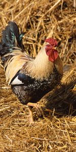 Animals,Bird,Stroll,Straw,Cock,Rooster