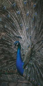 Animals,Bird,Tail,Feather,Peacock