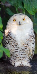 Animaux,Chouette Blanche,Hibou Blanc,Hibou,Oiseau,Chouette